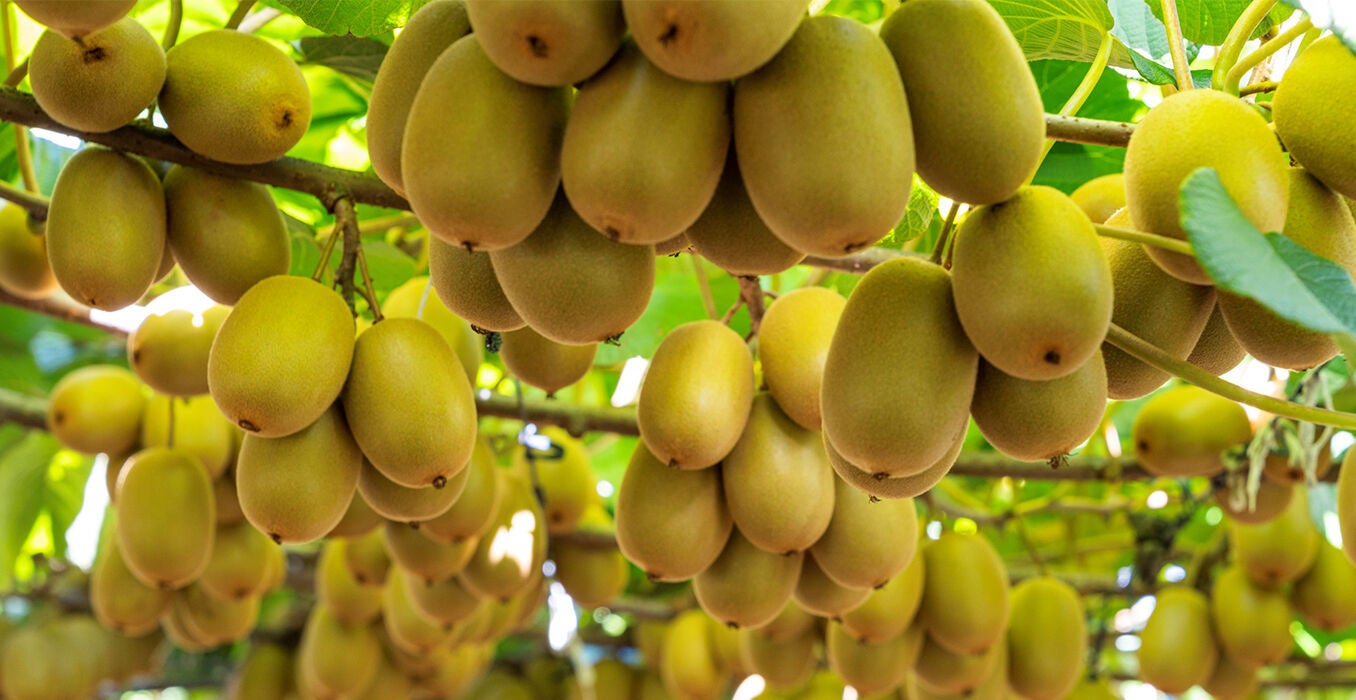 Golden-glow-returning-to-kiwifruit-sector---Hero.jpg