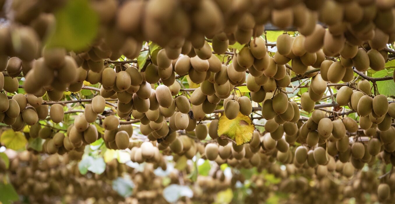 RI-Kiwifruit-article-June-2025-1356x700.jpg