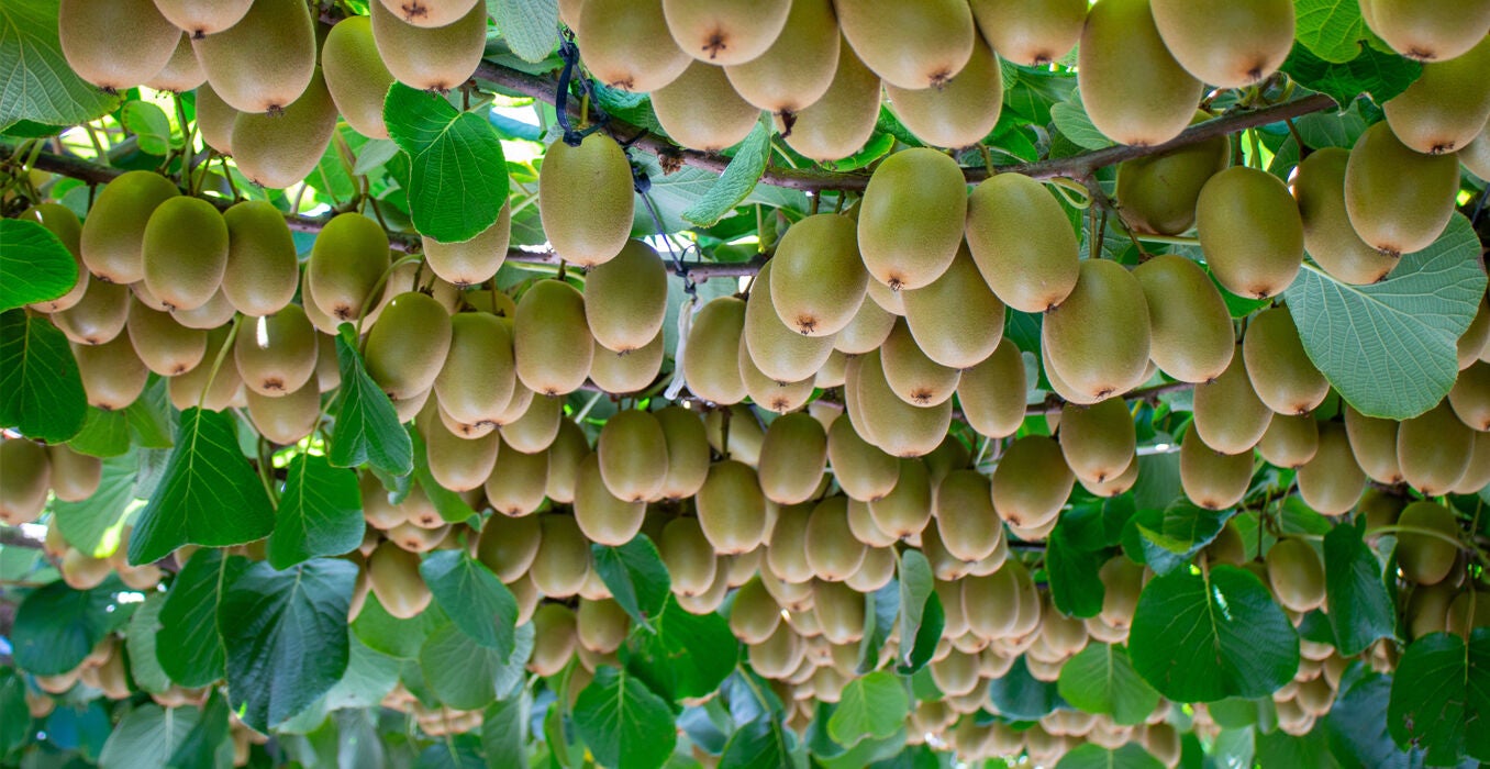RI-Kiwifruit-Insight-June-2025-1356x700.jpg